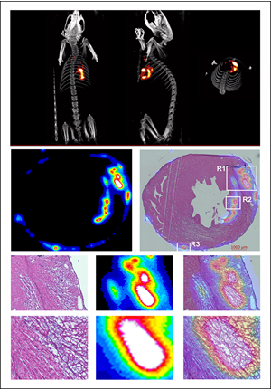 Penn MRCL small animal imaging collage